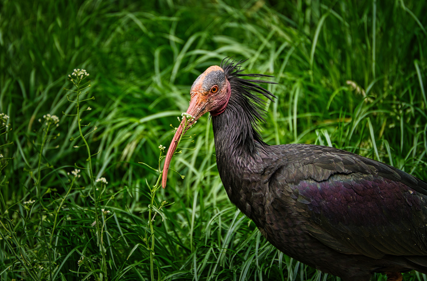 Waldrapp (Wildtierpark)