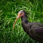 Waldrapp (Wildtierpark)