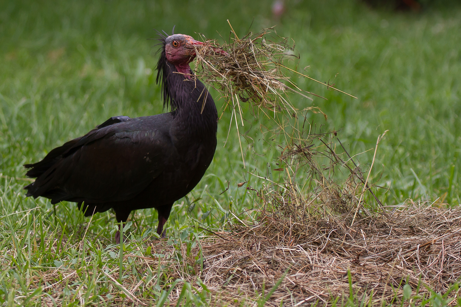 Waldrapp  zusselnd-am-Heu