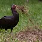 Waldrapp  zusselnd-am-Heu