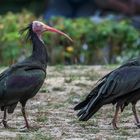 Waldrappe im Vogelpark Walsrode