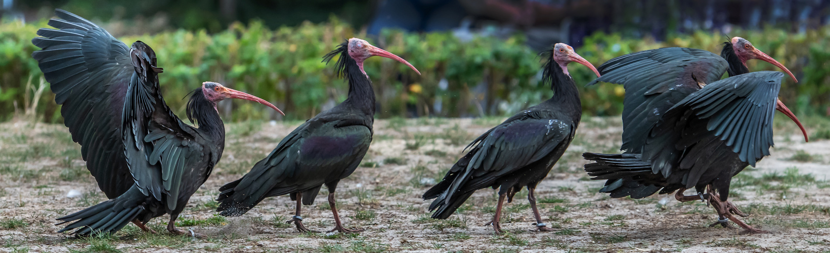 Waldrappe im Vogelpark Walsrode