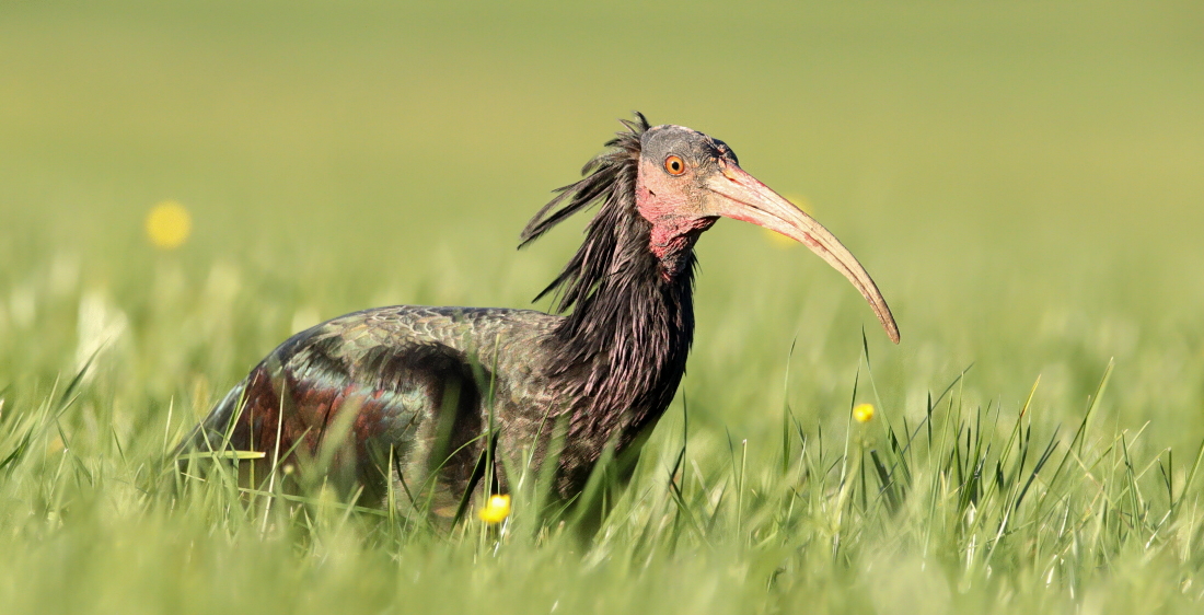 Waldrapp/Schönbrunn