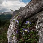 Waldrebe am Sellajoch