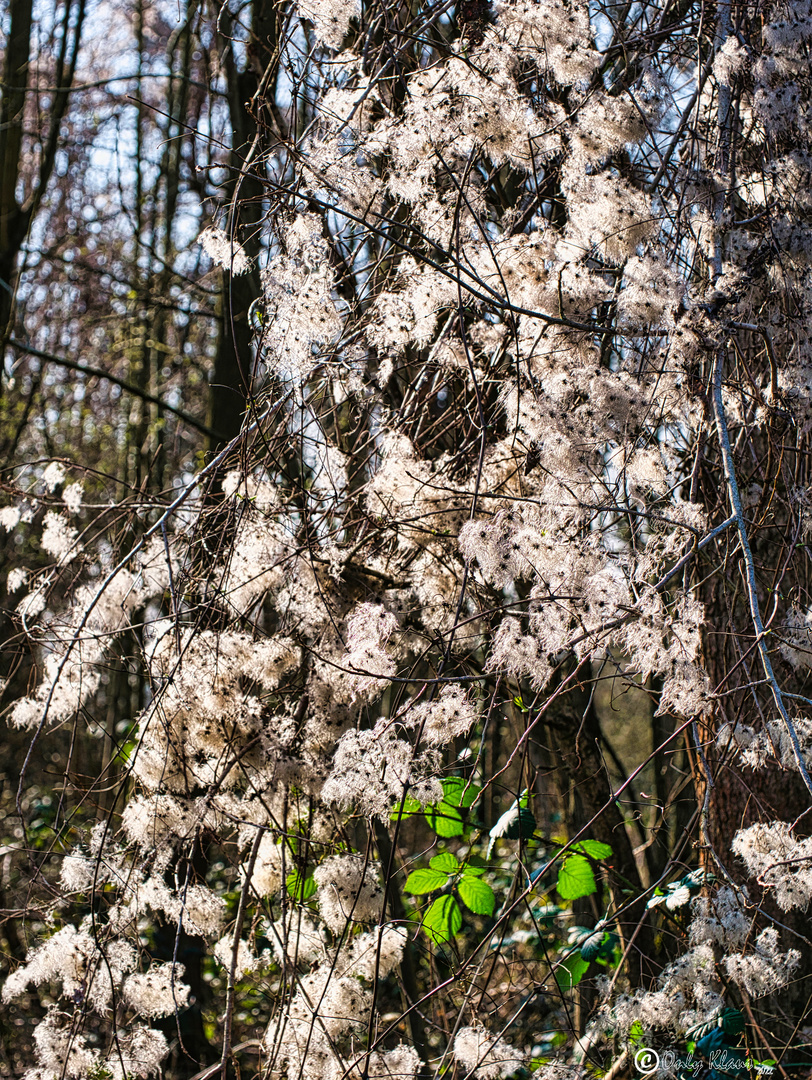 Waldrebe am Wegesrand