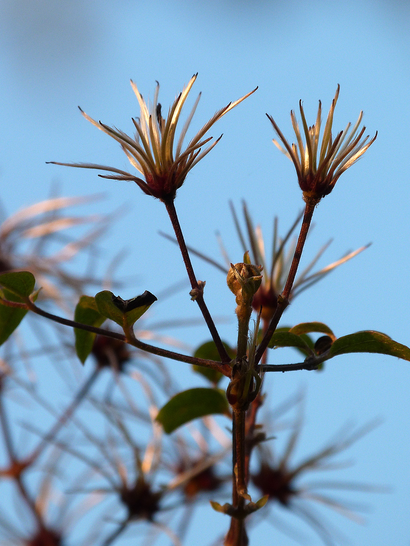 Waldrebe (aufrechte/gewöhnl.Clematis vitalba Hahnenfußgewächs) Foto