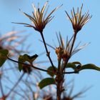 Waldrebe (aufrechte/gewöhnl.-Clematis vitalba - Hahnenfußgewächs)