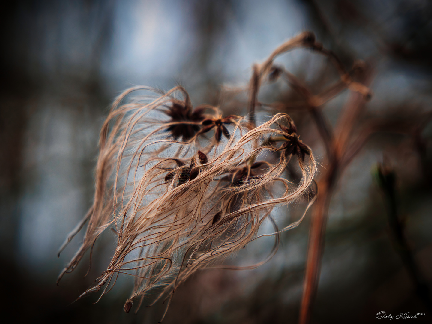 Waldrebe Foto & Bild spezial, wald, makro Bilder auf