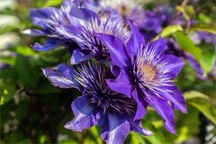 Waldrebe (Clematis)