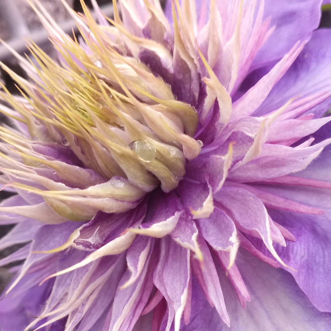 Waldrebe (Clematis)