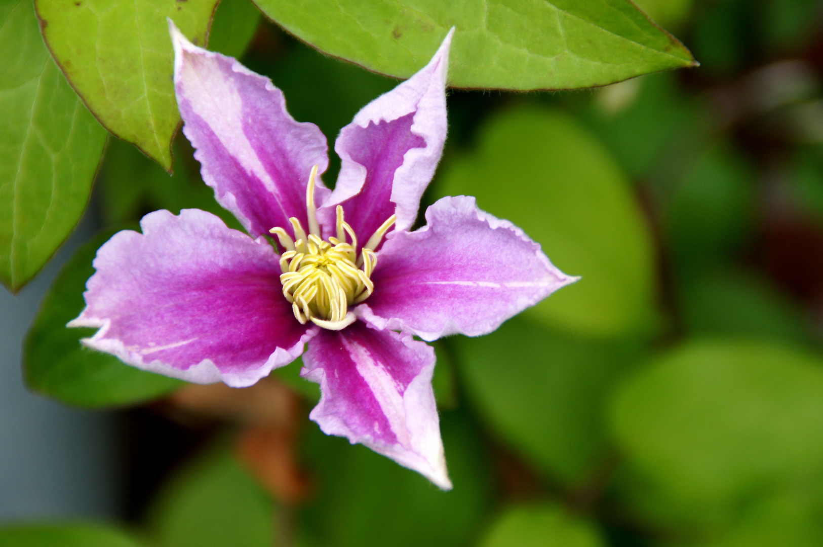 Waldrebe (Clematis)