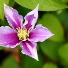 Waldrebe (Clematis)