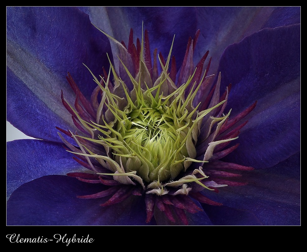 Waldrebe - Clematis