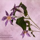 Waldrebe - Clematis....