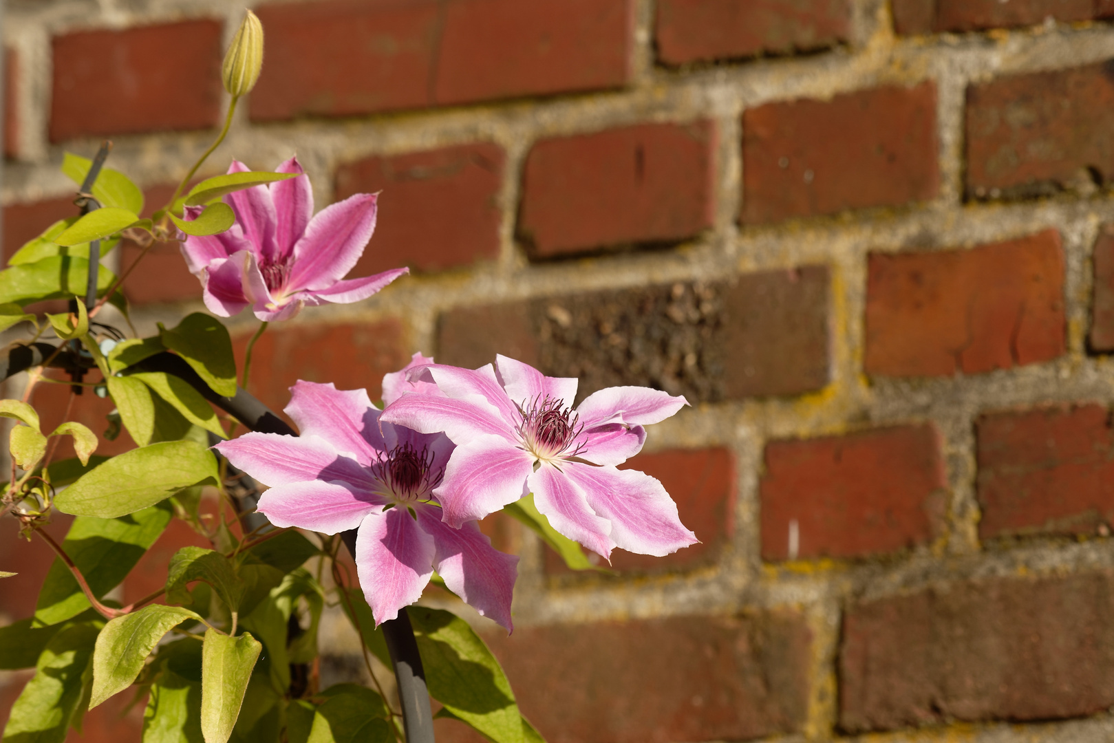 Waldrebe (Clematis)