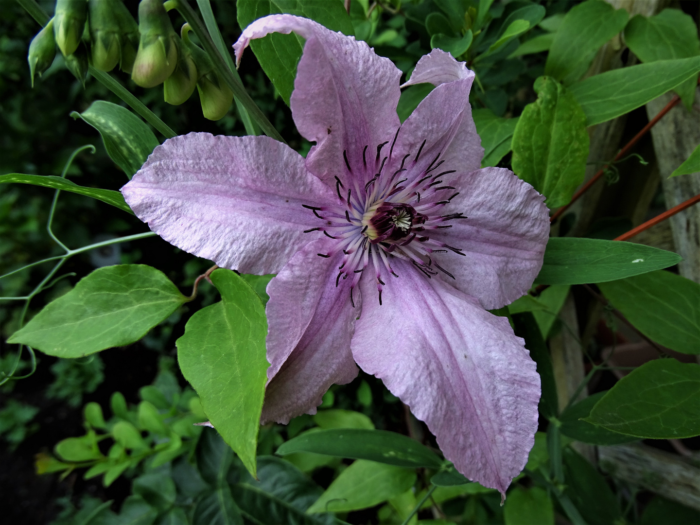 Waldrebe ( Clematis )