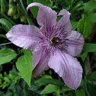 Waldrebe ( Clematis )