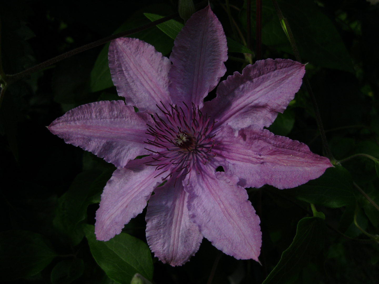 Waldrebe ( Clematis )