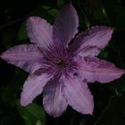 Waldrebe ( Clematis )