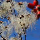 Waldrebe (Clematis)