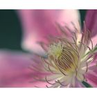 Waldrebe [Clematis]