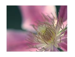 Waldrebe [Clematis]