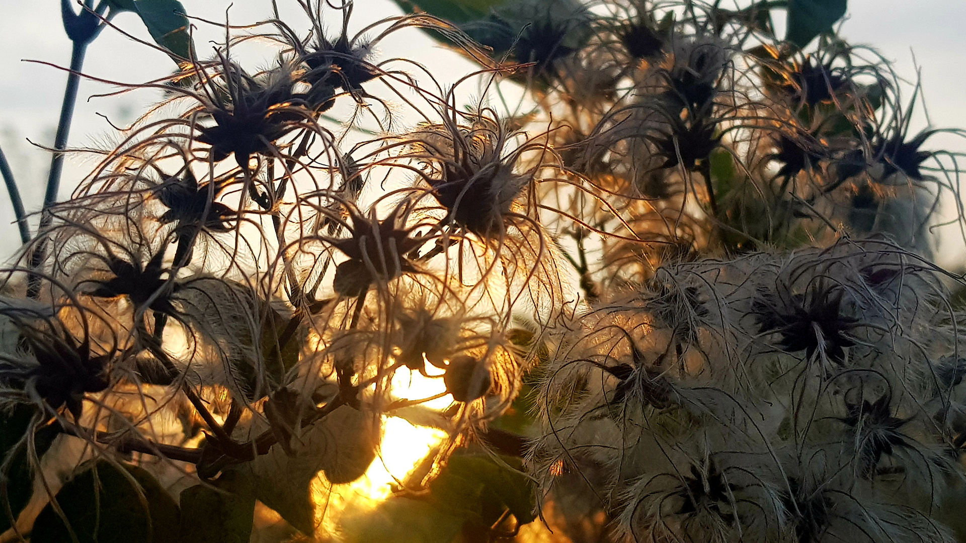 Waldrebe (Clematis) im herbstlichen Abendlicht