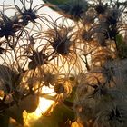 Waldrebe (Clematis) im herbstlichen Abendlicht