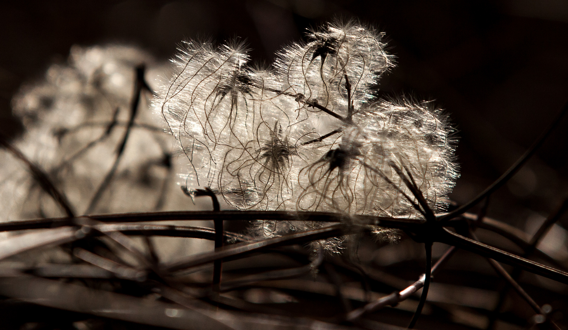 Waldrebe (Clematis) im Sonnenlicht