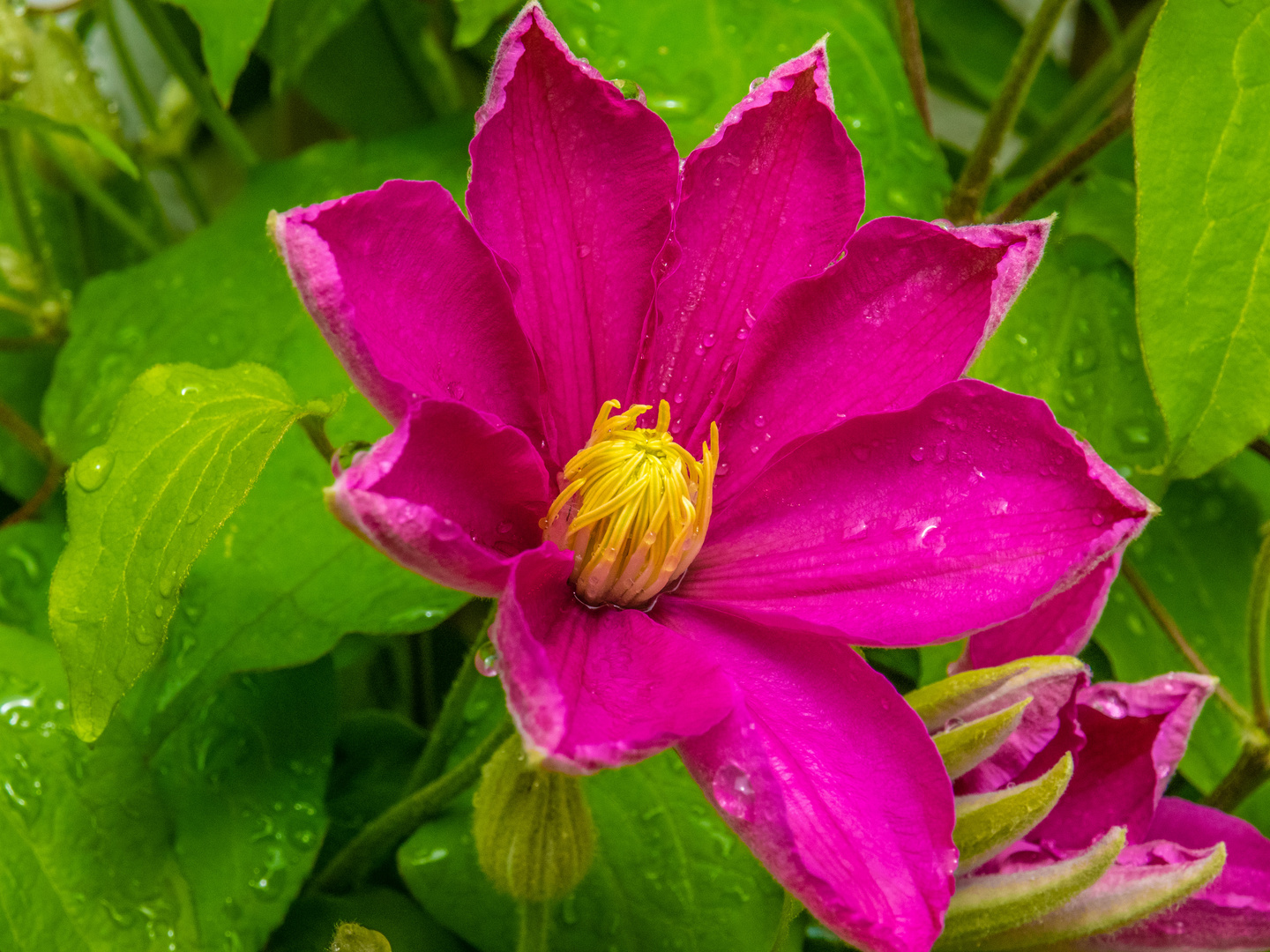 Waldrebe (Clematis macropetala)