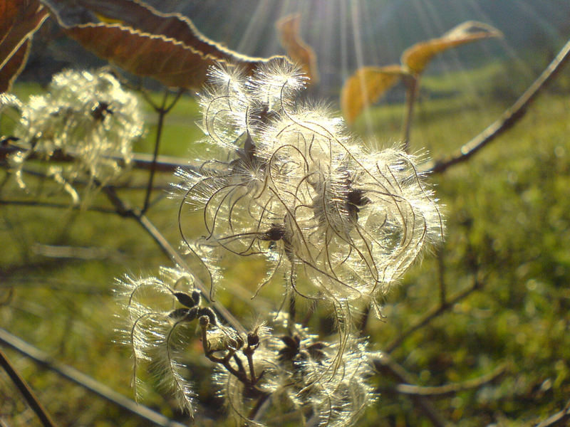 Waldrebe (Clematis spec.). im Gegenlicht