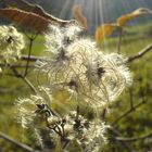 Waldrebe (Clematis spec.). im Gegenlicht