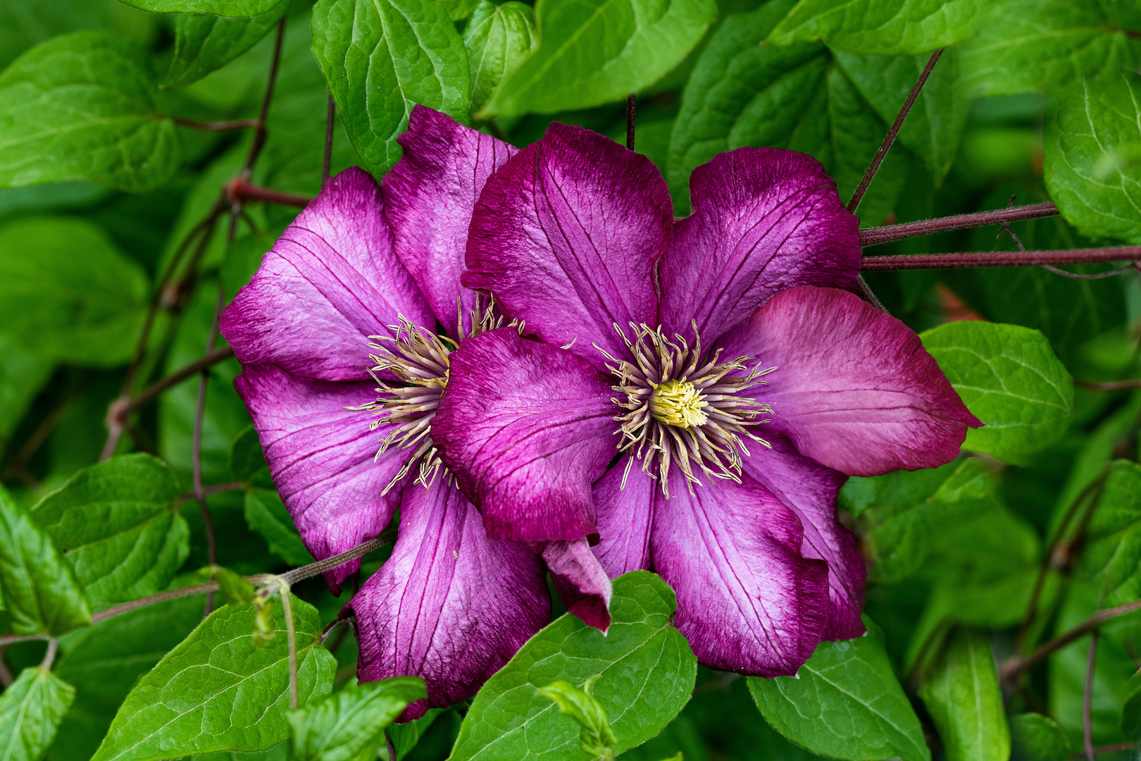 Waldrebe (Clematis 'Ville de Lyon')