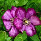 Waldrebe (Clematis 'Ville de Lyon')