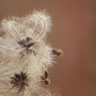 Waldrebe – Clematis vitalba