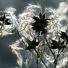 Waldrebe (Clematis vitalba)