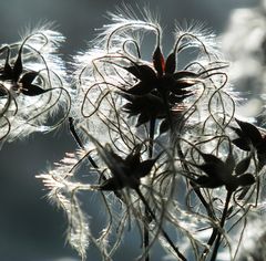 Waldrebe (Clematis vitalba)