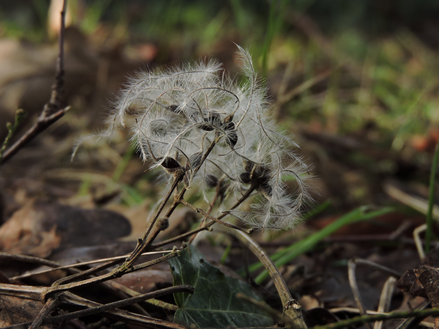 Waldrebe (Clematis vitalba)