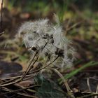 Waldrebe (Clematis vitalba)