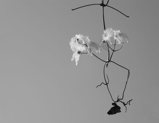 Waldrebe, Hommage an Karl Bloßfeldt und Jean Tinguely