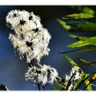 Waldrebe im Herbst