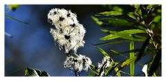 Waldrebe im Herbst