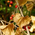 Waldrebe im Herbst