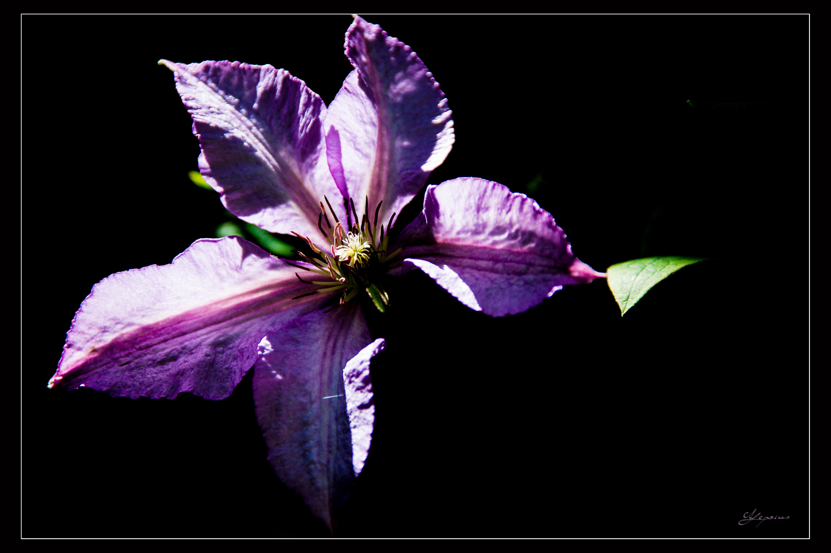 Waldrebe im Sonnenlicht