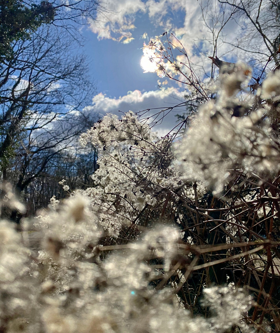 Waldrebe im Sonnenschein