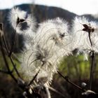 Waldrebe im Winter