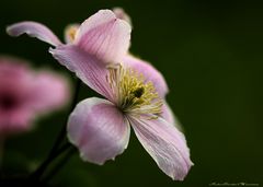 Waldrebe in rosé*