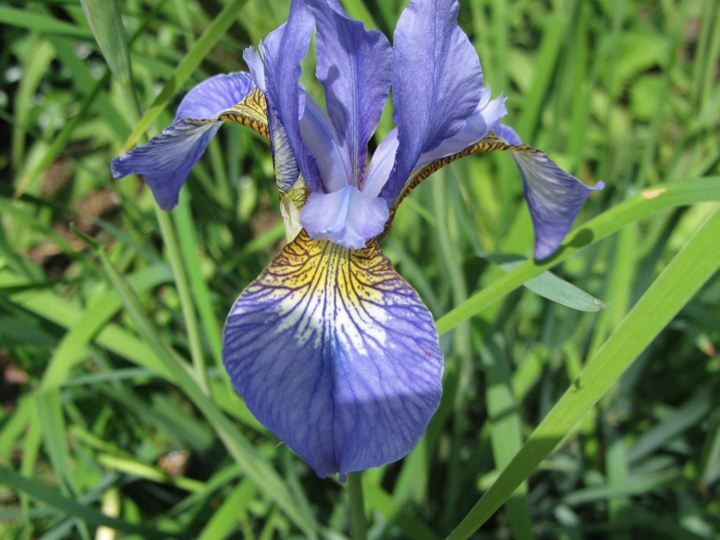 WALDREBE -IRIS