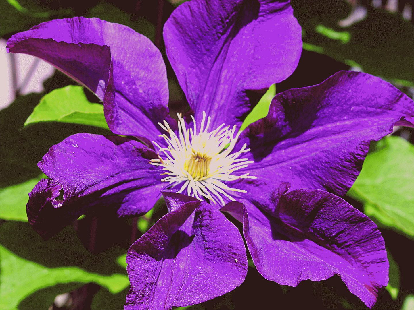 Waldrebe - man wird älter - es geht immer weiter! Clematis.