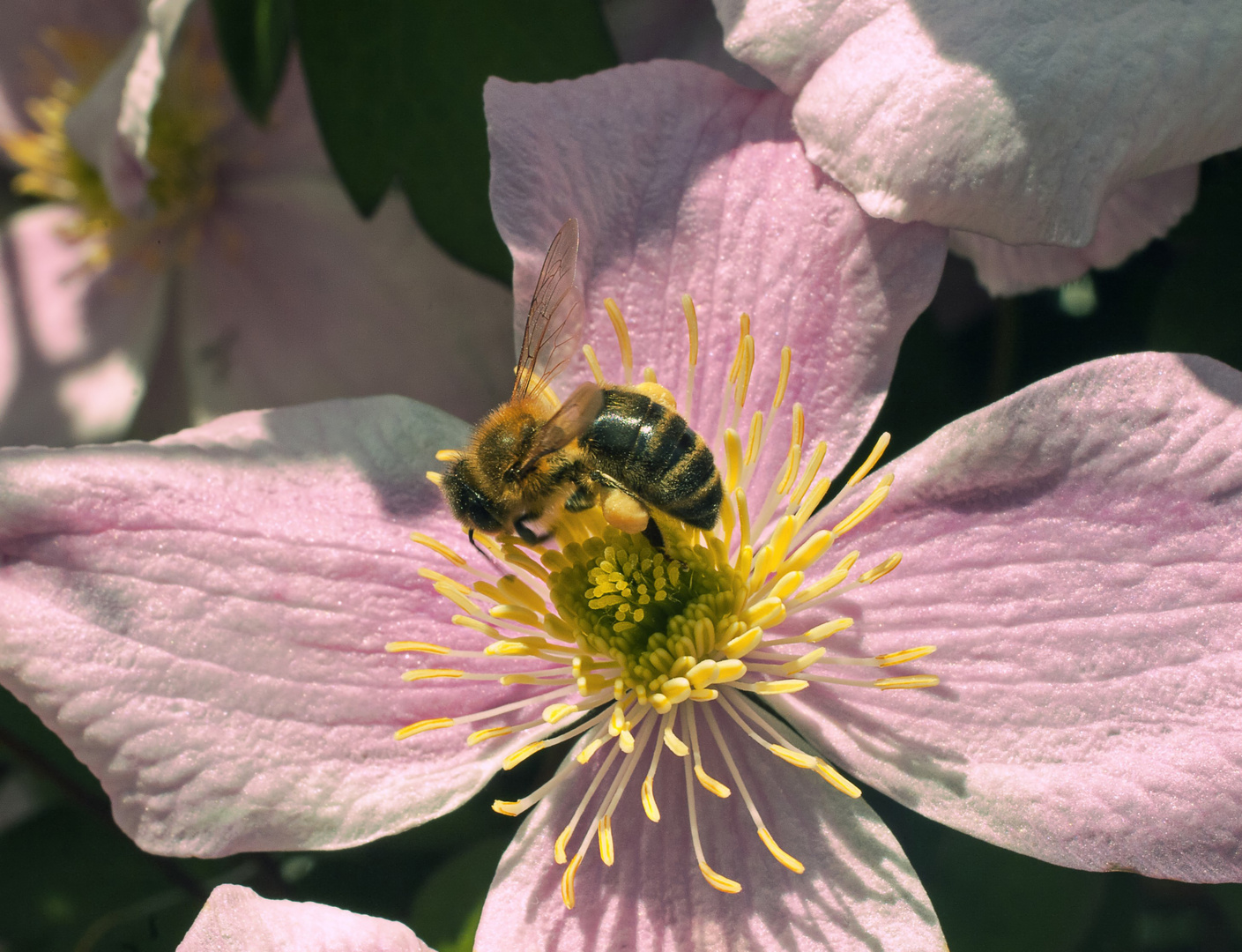 Waldrebe mit Biene